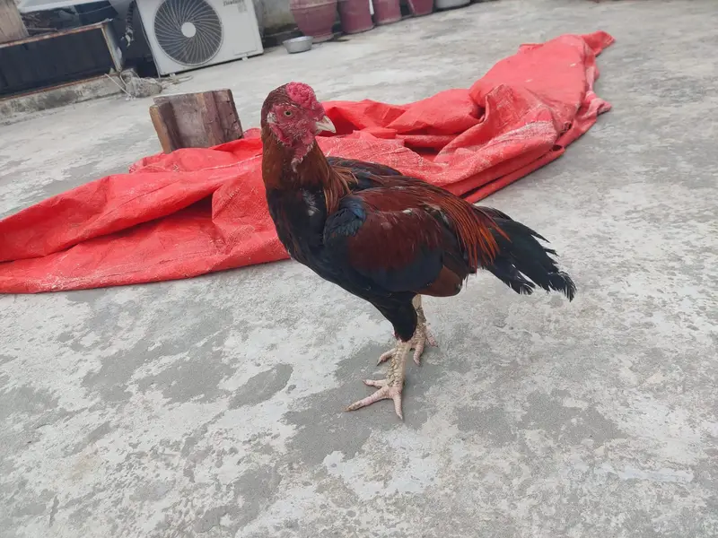 Premium Quality Aseel Murga for Sale — photo 5