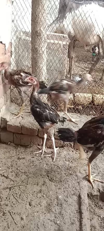 pure aseel WhatsApp 03061908536