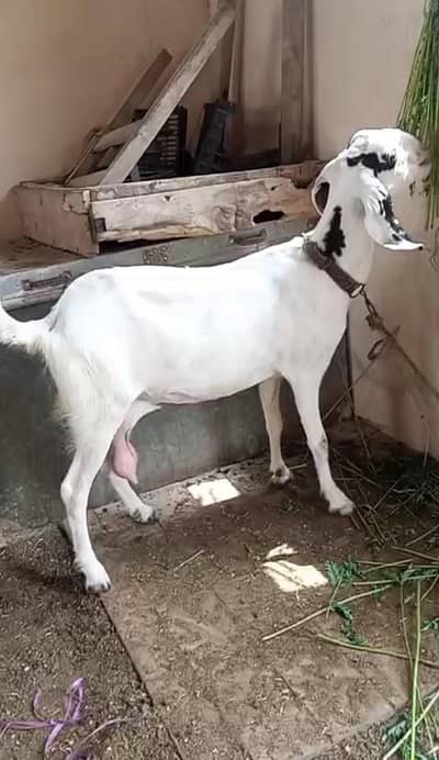gubban bakri