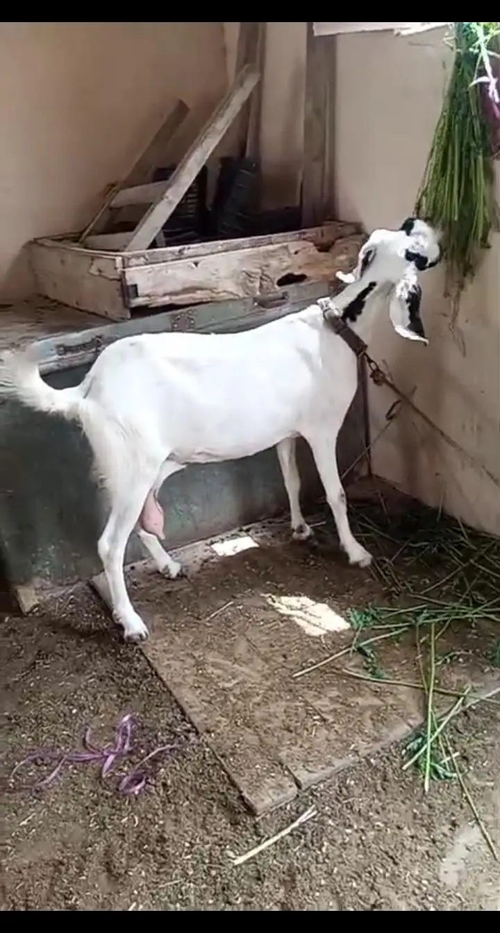 gubban bakri — photo 2