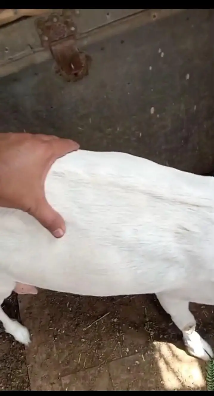 gubban bakri — photo 3