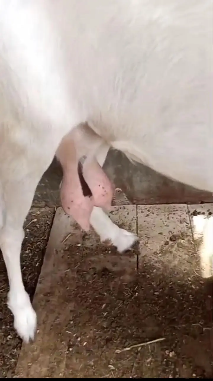 gubban bakri — photo 4