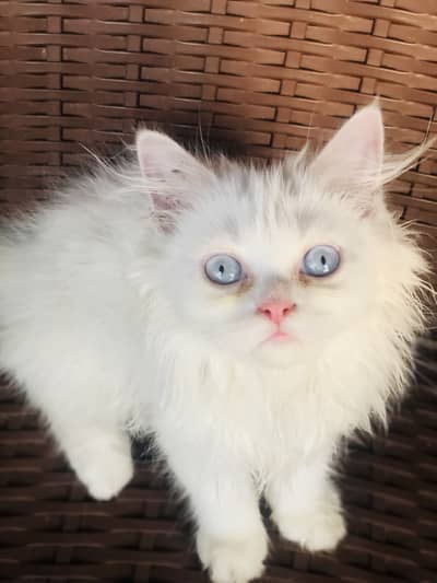 Kitten for Sale