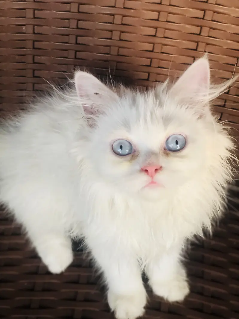 Kitten for Sale
