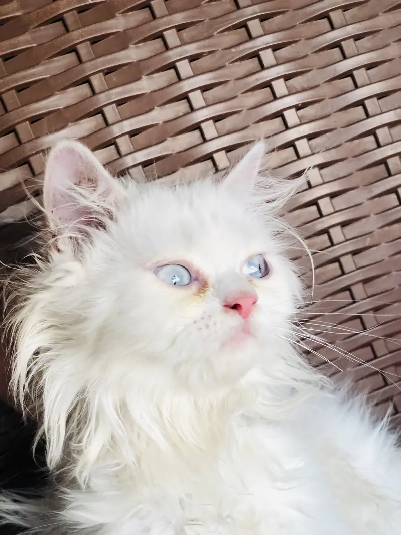 Kitten for Sale — photo 2