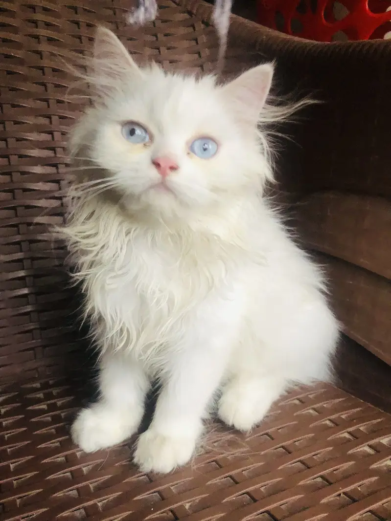 Kitten for Sale — photo 3