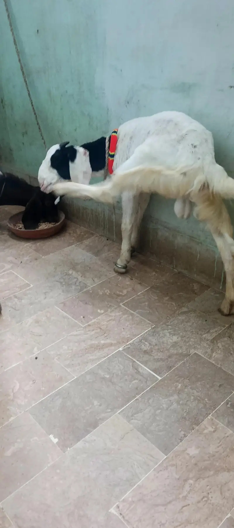 4  Mont ka he dono male he pesy ki needs he ana khud huga orangi twan — photo 5