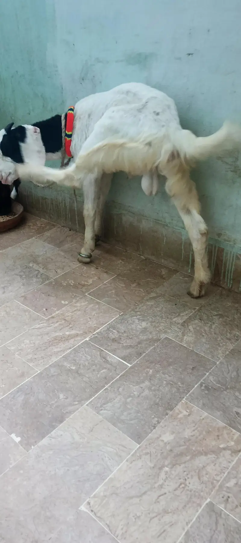 4  Mont ka he dono male he pesy ki needs he ana khud huga orangi twan — photo 8