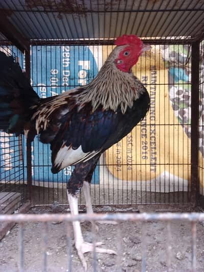 Missri Male