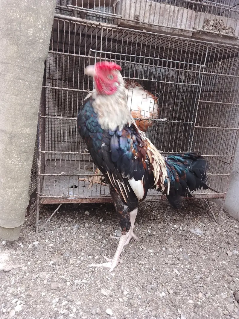 Missri Male — photo 3