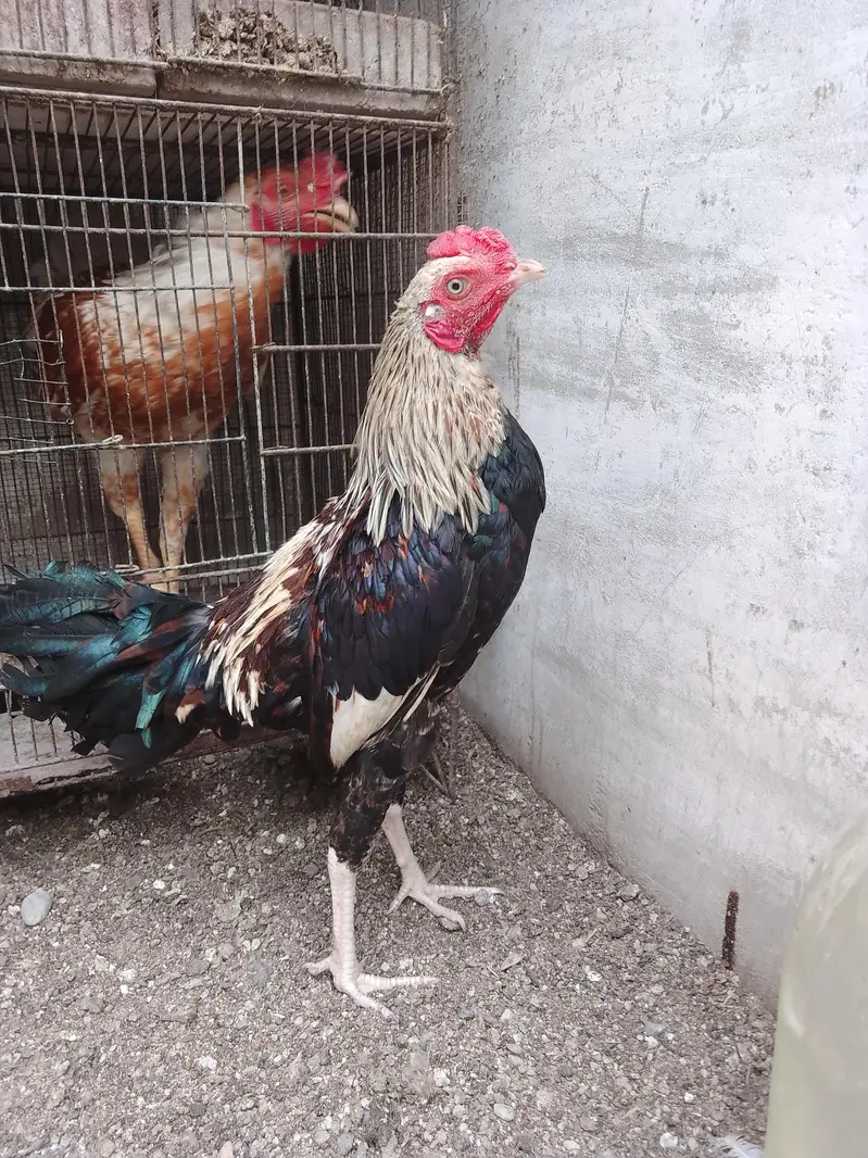 Missri Male — photo 4