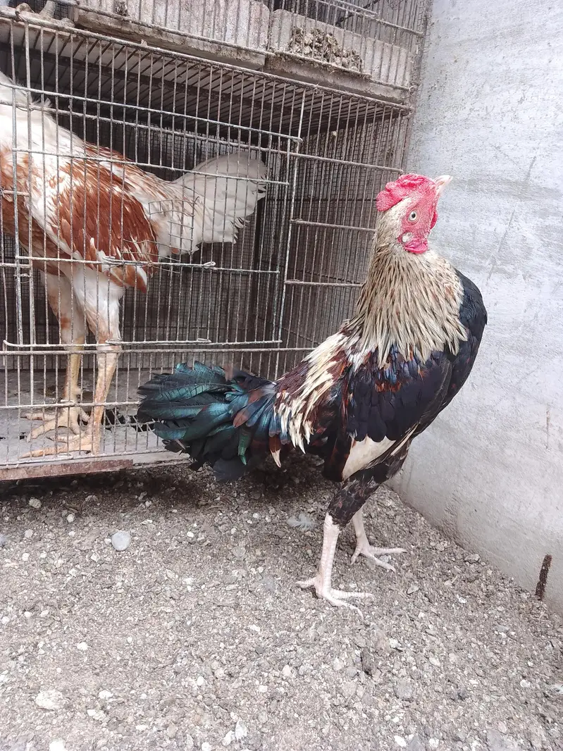 Missri Male — photo 5