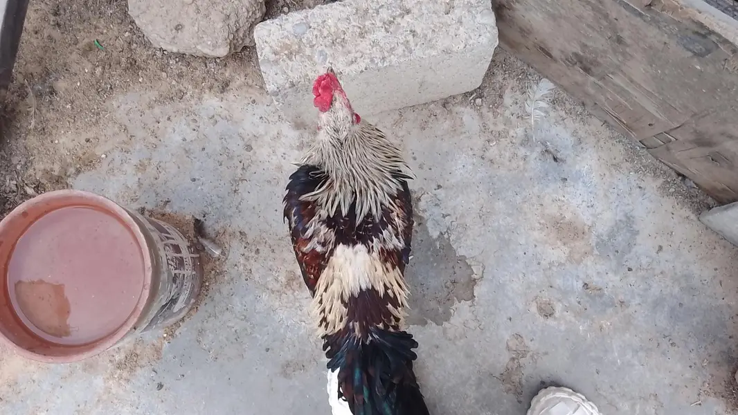 Missri Male — photo 6