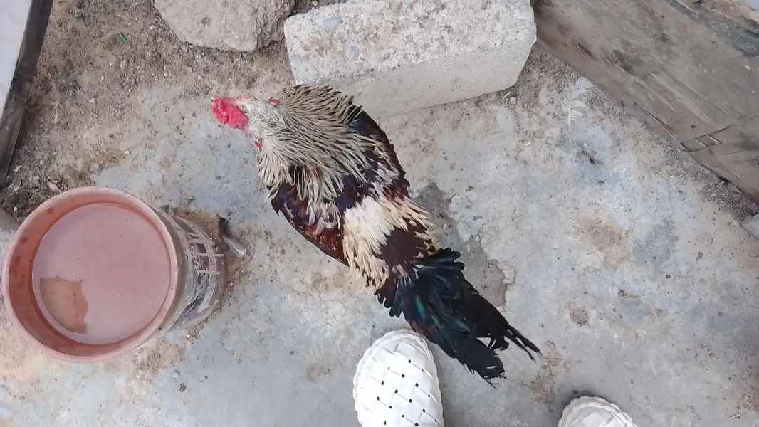 Missri Male — photo 7