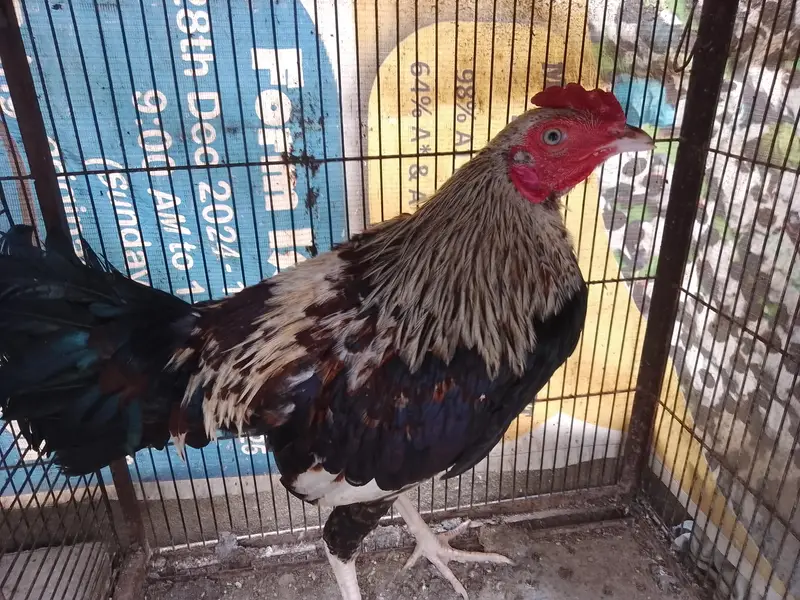 Missri Male — photo 9