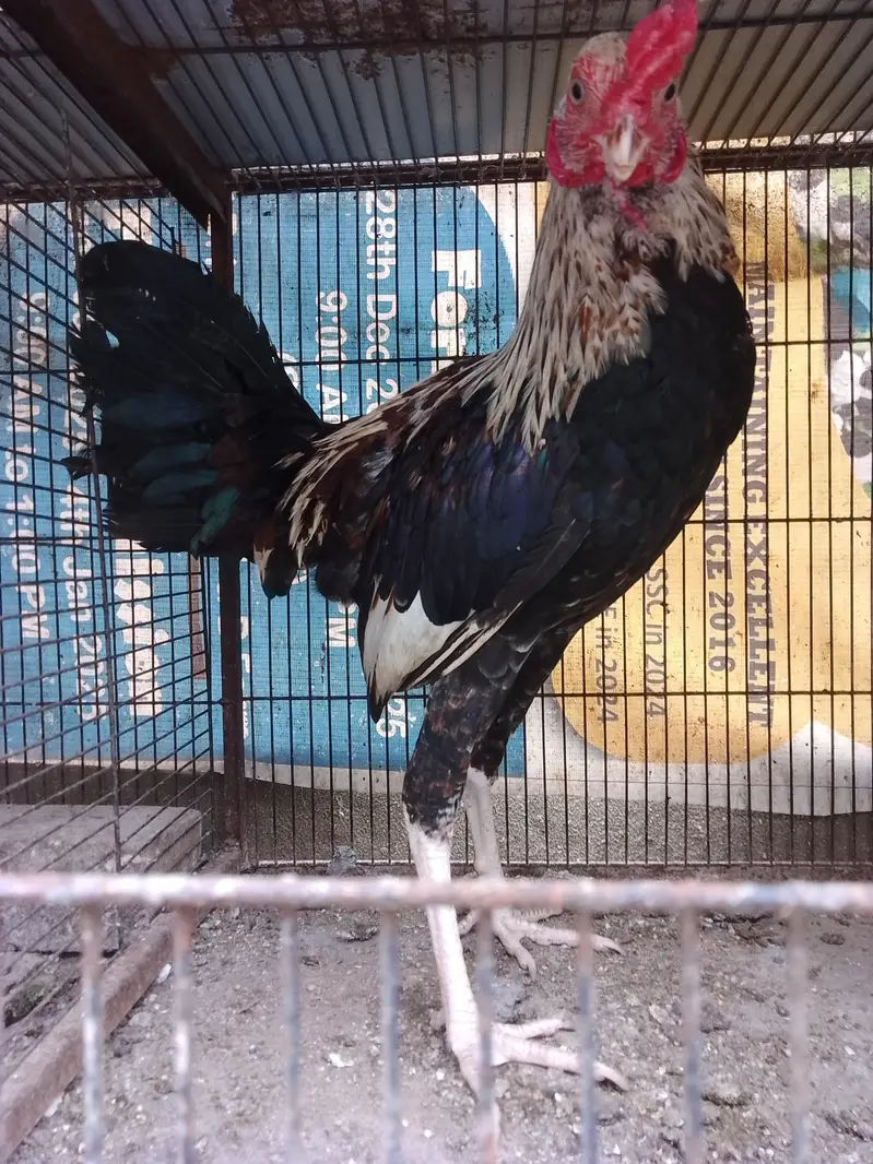 Missri Male — photo 10