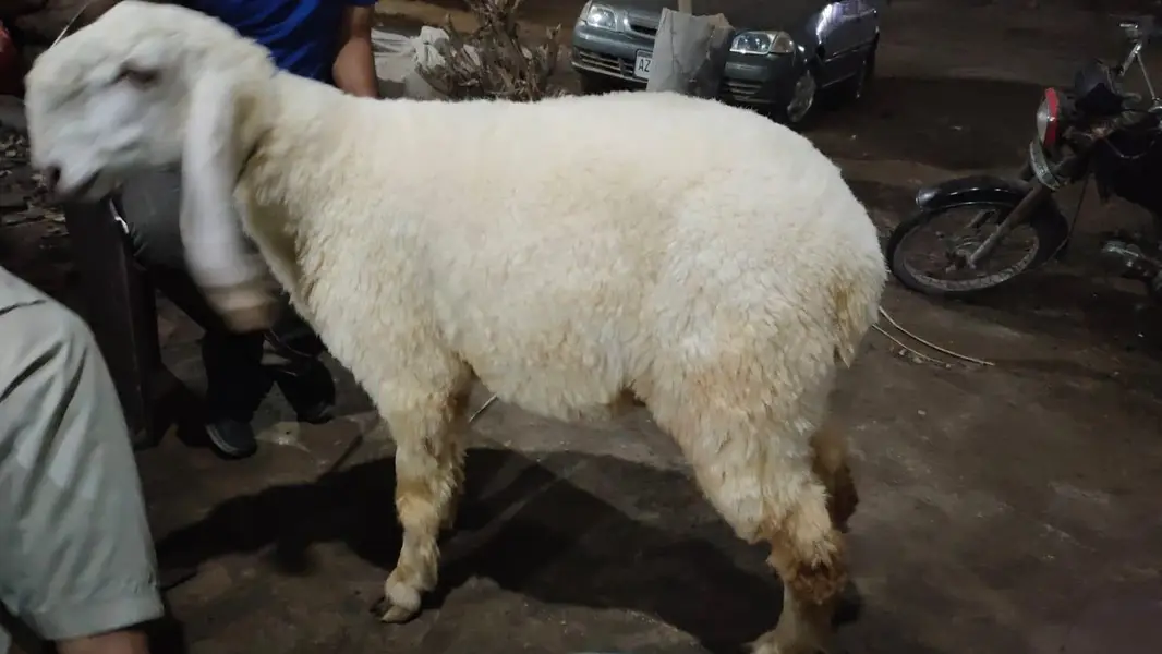pure larkana ghr ka bacha — photo 4