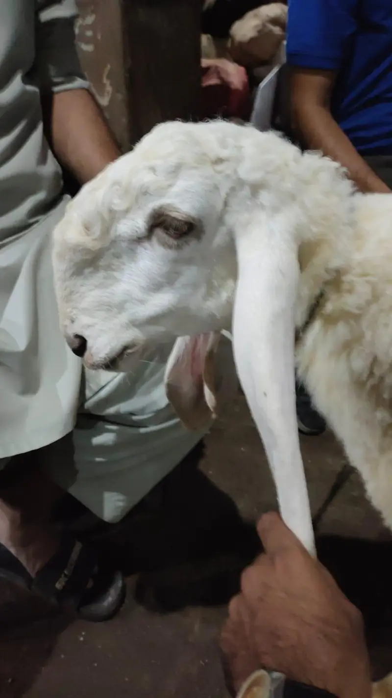 pure larkana ghr ka bacha — photo 5