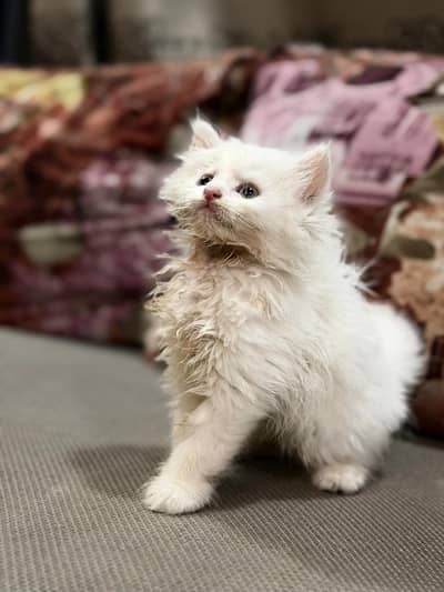 Persian kitten fluffy
