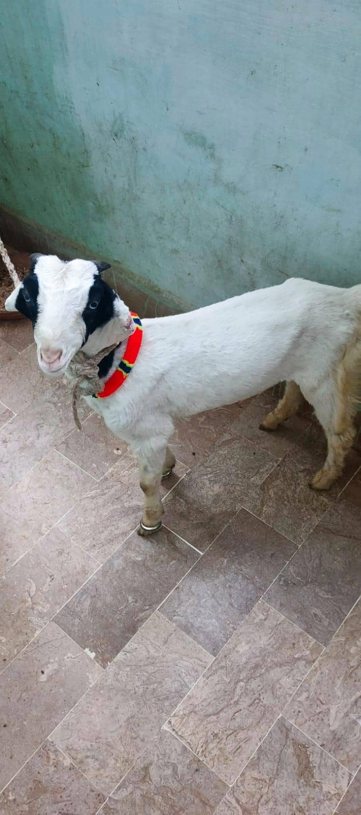 Bakra for sell 2
