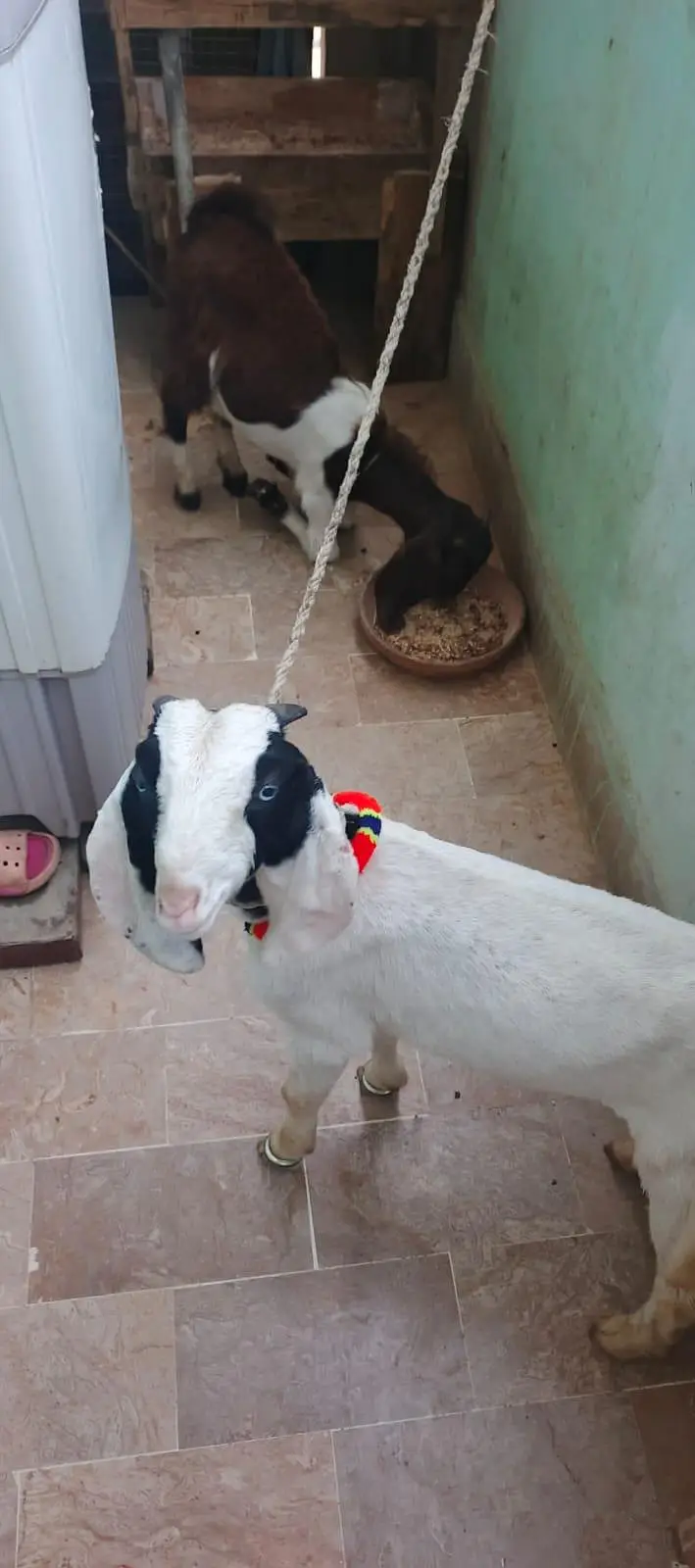 Bakra for sell — photo 4