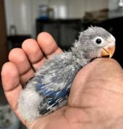 Blue Fischer/Violet Fischer . Baby Birds available