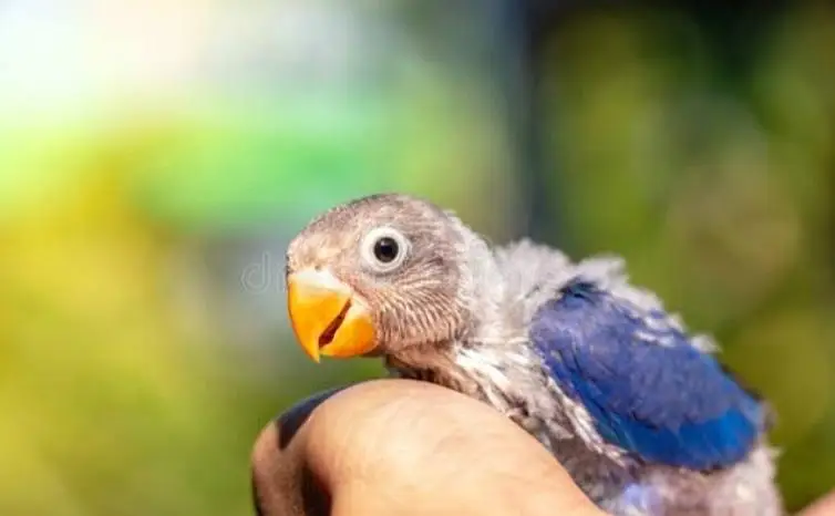 Blue Fischer/Violet Fischer . Baby Birds available — photo 2