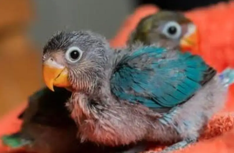 Blue Fischer/Violet Fischer . Baby Birds available — photo 3