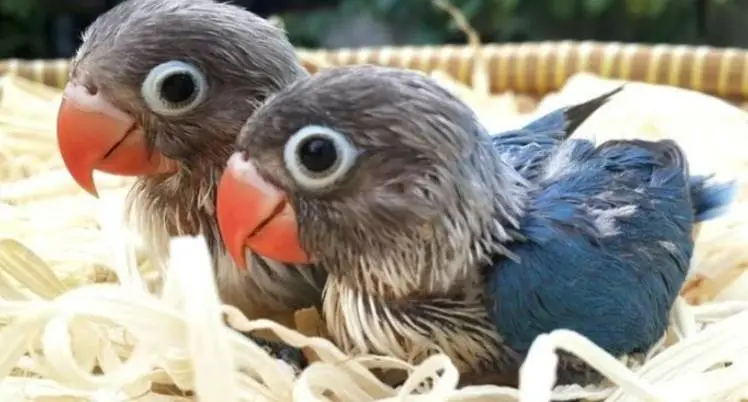 Blue Fischer/Violet Fischer . Baby Birds available — photo 4