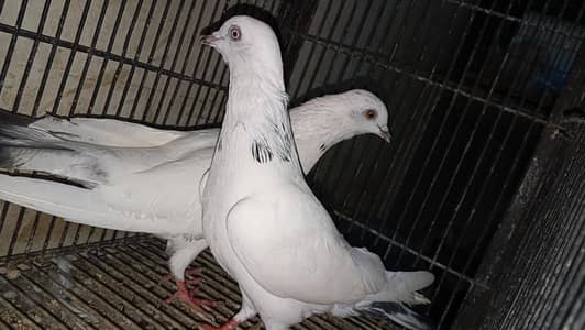 different pigeons different price only shaukeen hazrat raabta kare