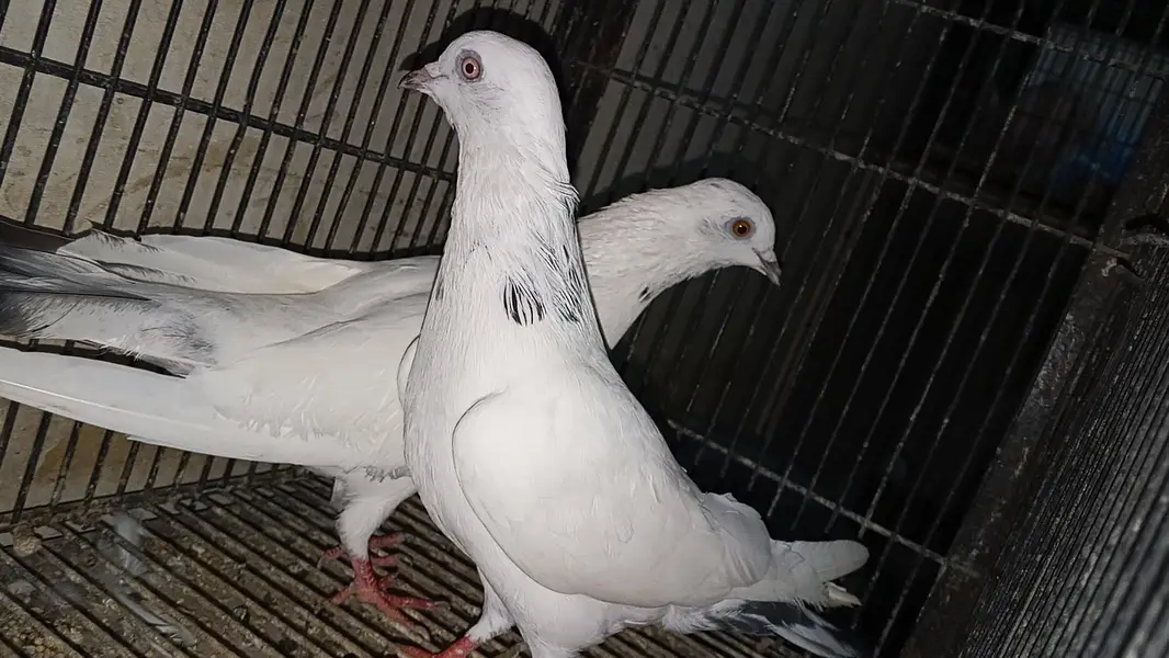 different pigeons different price only shaukeen hazrat raabta kare