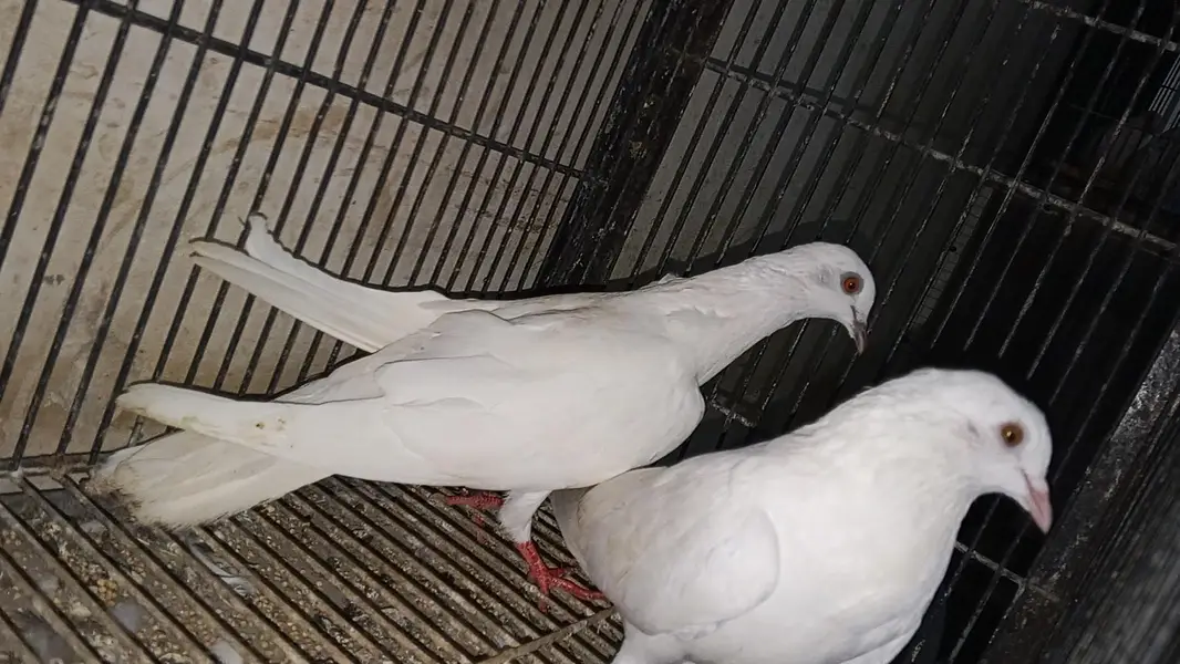 different pigeons different price only shaukeen hazrat raabta kare — photo 2