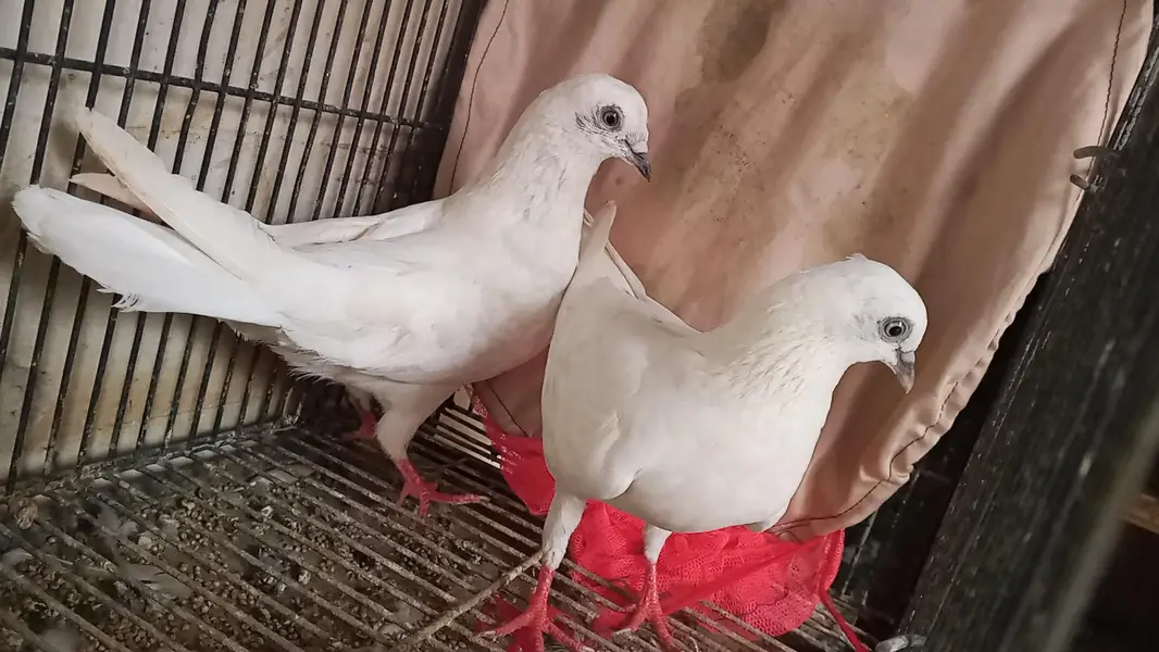 different pigeons different price only shaukeen hazrat raabta kare — photo 3
