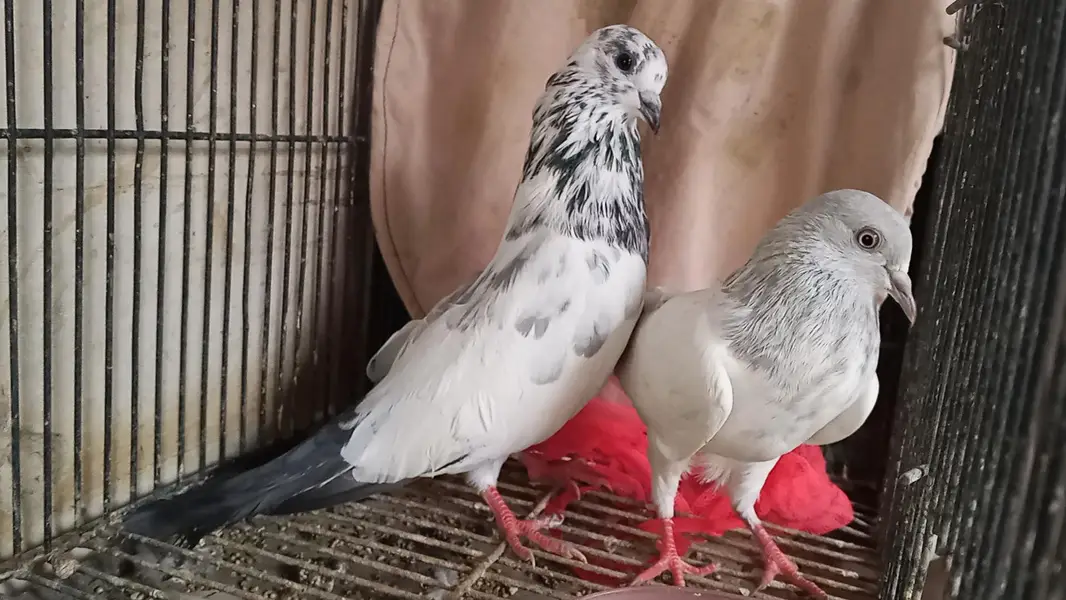 different pigeons different price only shaukeen hazrat raabta kare — photo 4
