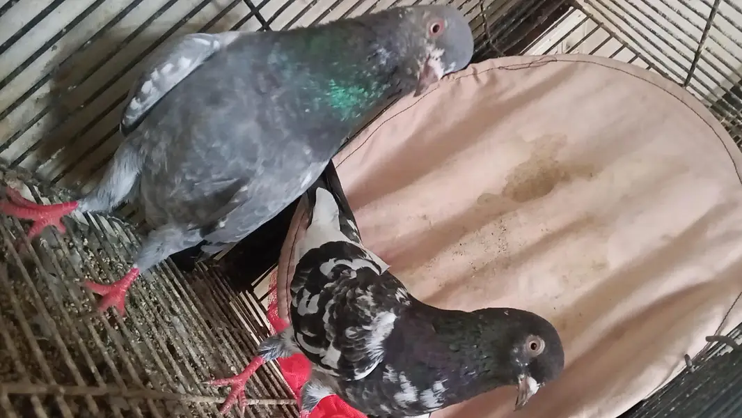 different pigeons different price only shaukeen hazrat raabta kare — photo 5