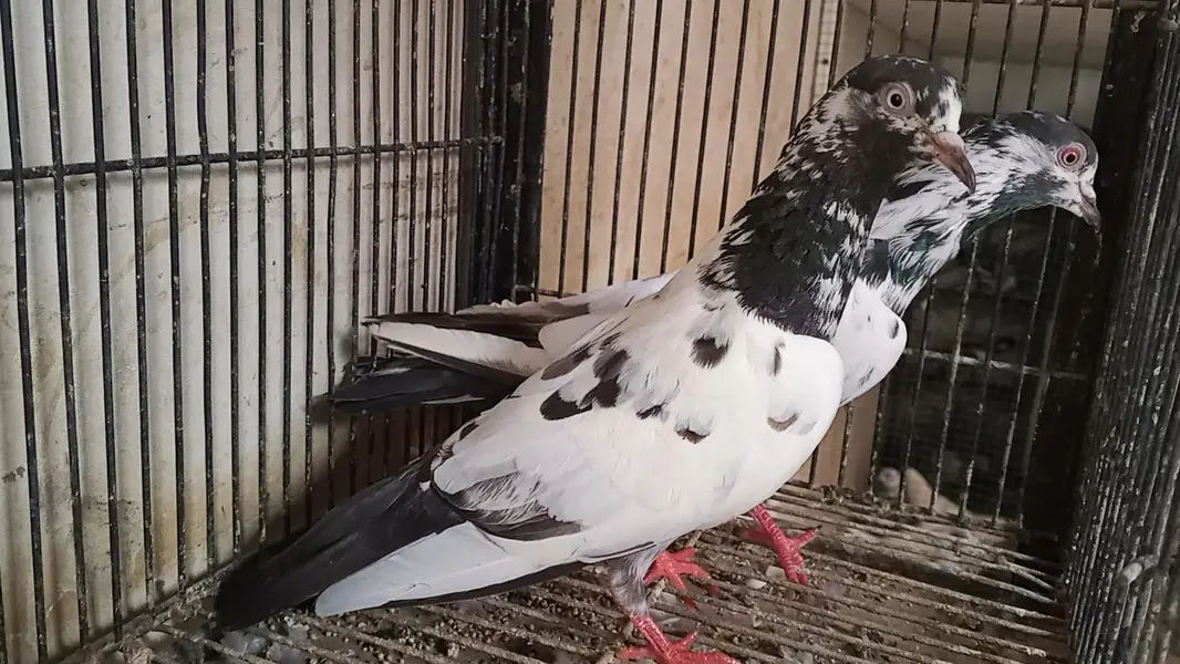 different pigeons different price only shaukeen hazrat raabta kare — photo 6