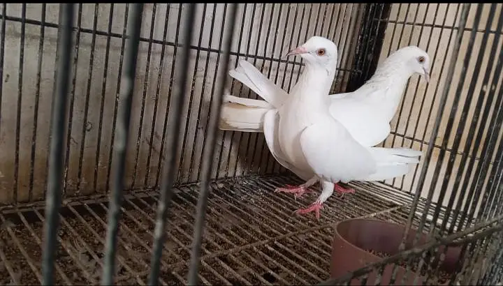 different pigeons different price only shaukeen hazrat raabta kare — photo 7