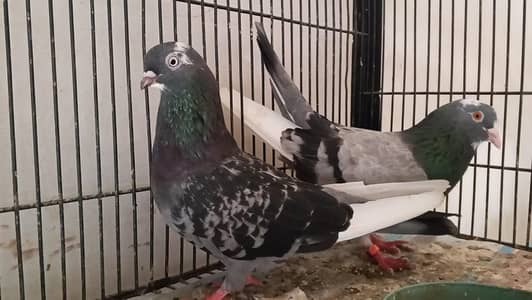 patti Wala dubaz pair breeder and resulted parwazi pair