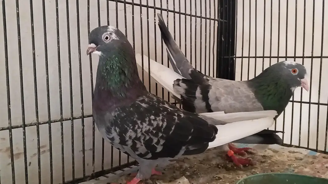 different pigeons different price only shaukeen hazrat raabta kare — photo 8