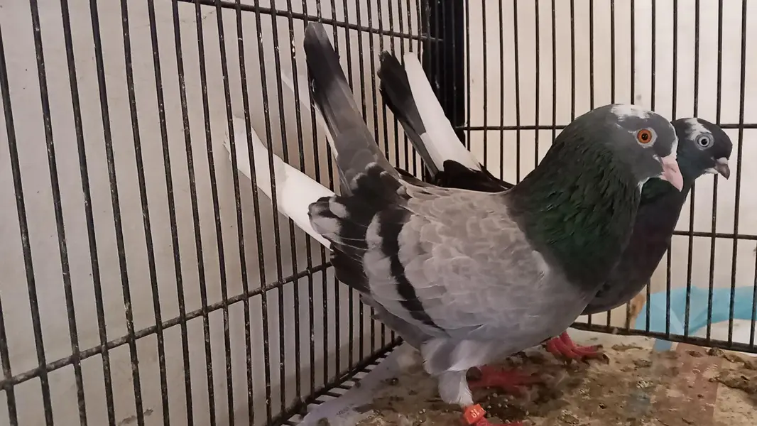 different pigeons different price only shaukeen hazrat raabta kare — photo 9