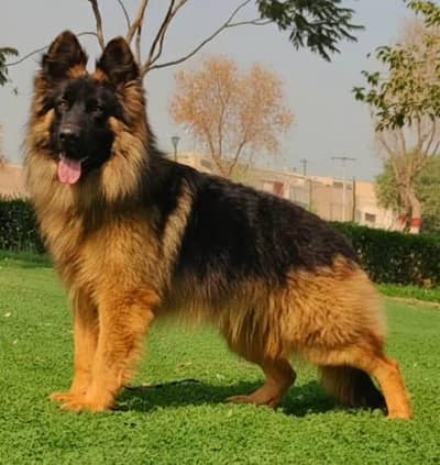 German Shepherd  long coat 3 male