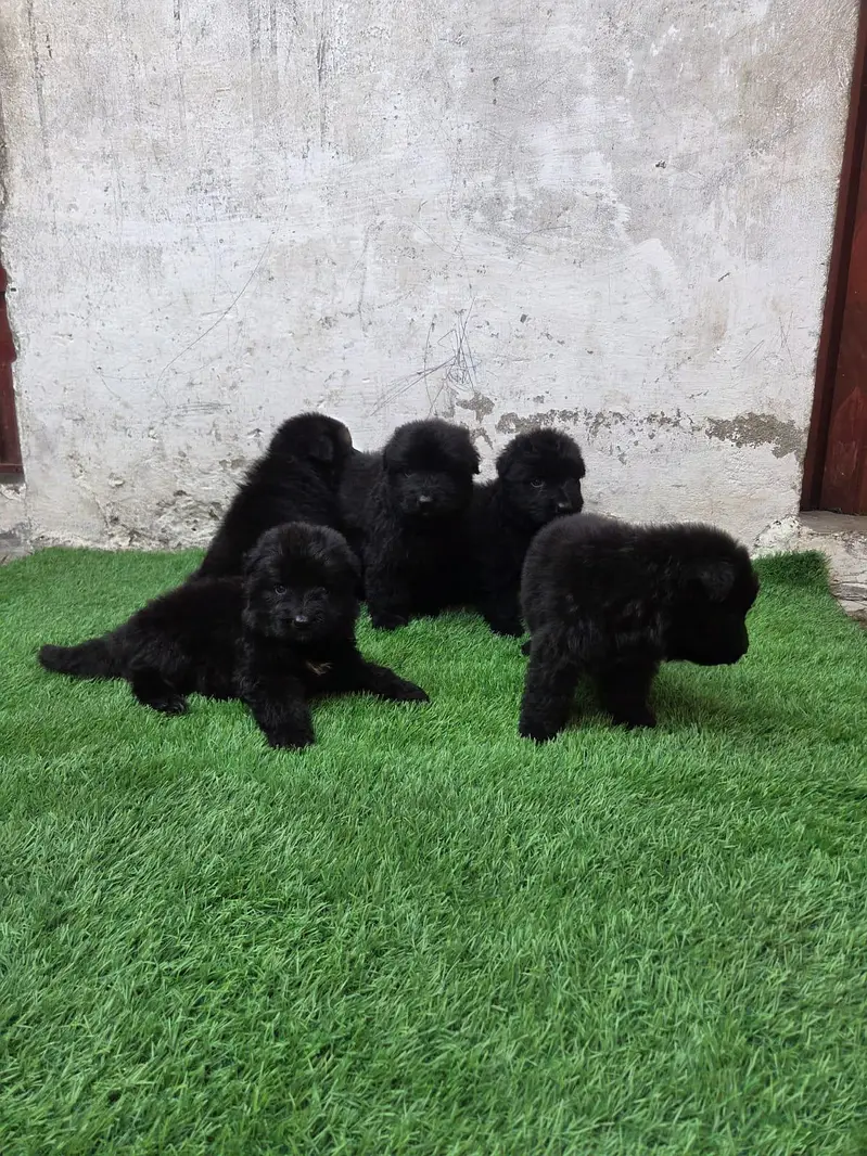 Black German Shepherd Pedigree Puppies for new Home