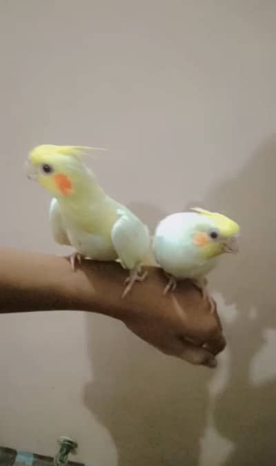 Hand tame cocktail