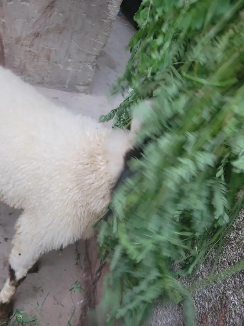 dumba — photo 2