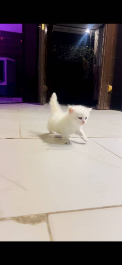 Persian Triple coated heavy fur 6 kittens