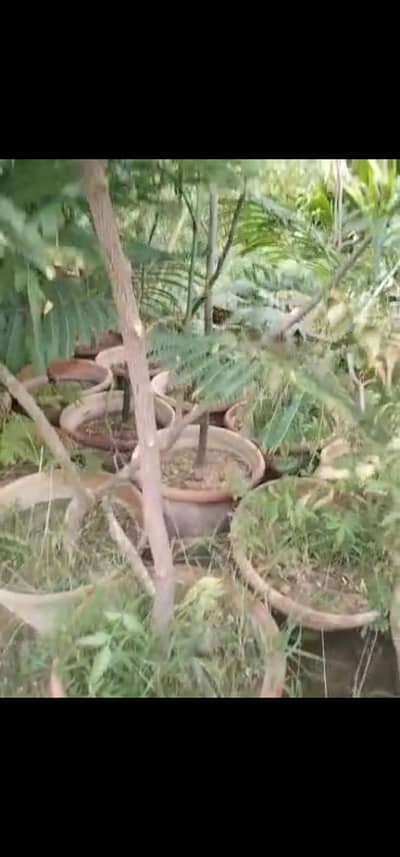 Neem plants for sale