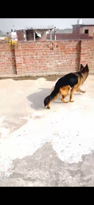 Bella dog