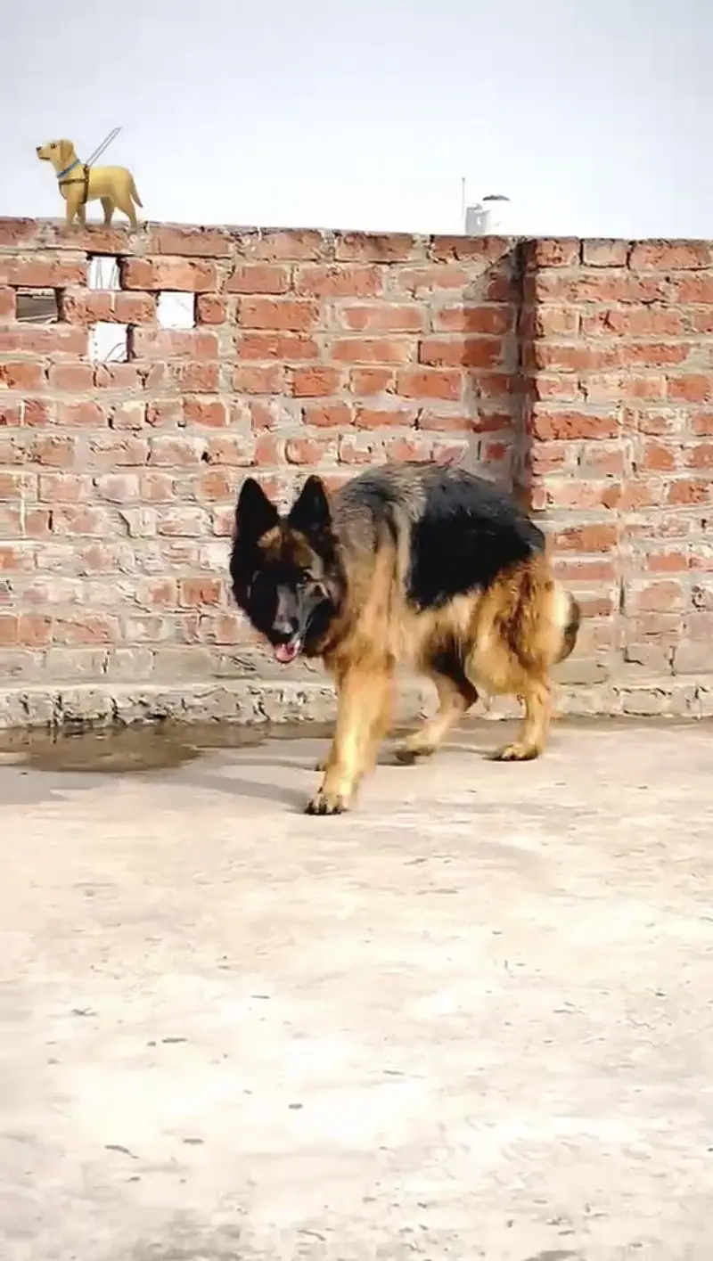 Bella dog — photo 2