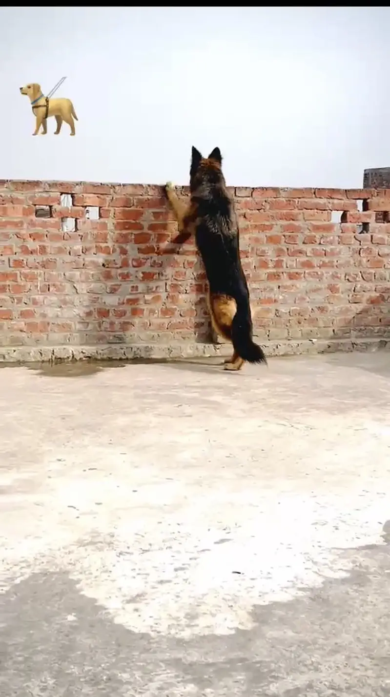 Bella dog — photo 5