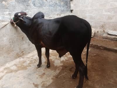 Black Colur 2 Dant Desi Bacha